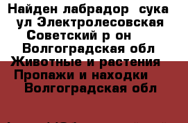 Найден лабрадор (сука) ул.Электролесовская Советский р-он    - Волгоградская обл. Животные и растения » Пропажи и находки   . Волгоградская обл.